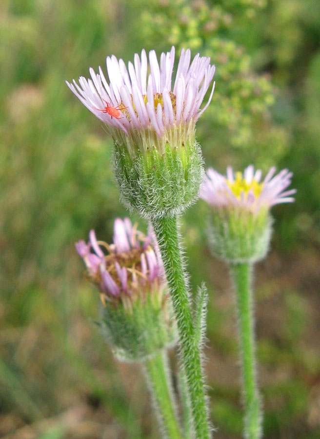 Изображение особи Erigeron orientalis.