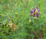 Medicago × varia. Часть стебля с соцветием и соплодием. Курская обл., г. Железногорск, берег вдхр. на р. Погарщина. 27 июня 2007 г.