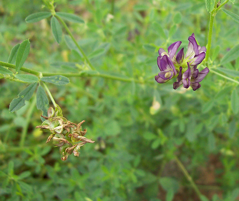 Image of Medicago × varia specimen.