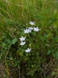 Lomatogonium carinthiacum. Цветущее растение. Кабардино-Балкария, Зольский р-н, долина Джилы-Су. 27.07.2012.