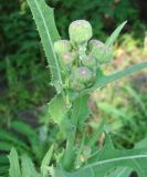Sonchus arvensis subspecies uliginosus. Верхушка растения с нераскрывшимися соцветиями-корзинками. Якутия (Саха), Нерюнгринский р-н, территория пос. Чульман. 30.07.2012.