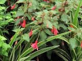 Fuchsia hybrida