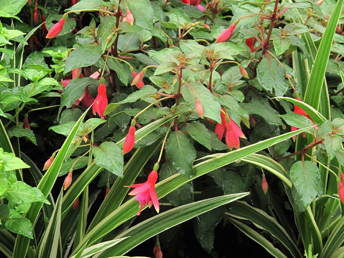 Image of Fuchsia hybrida specimen.