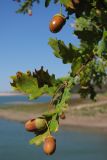 Quercus robur. Ветвь с плодами. Крым, предгорья, Партизанское вдхр. на р. Альма. 10 сентября 2012 г.