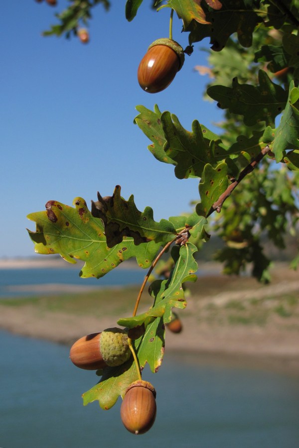 Изображение особи Quercus robur.