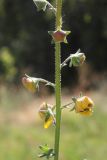 Verbascum blattaria