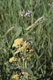 Cynanchum sibiricum. Побег с соцветиями. Южный Казахстан, нижний Боролдай, 2 км выше пос. Коктюбе. 04.06.2012.