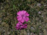 род Dianthus