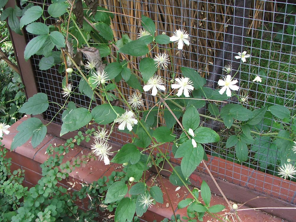 Изображение особи род Clematis.