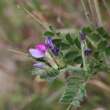 Vicia sativa. Верхушка побега с цветками. Испания, Страна Басков, Бискайя, Сеанури (Zeanuri), обочина дороги. 06.06.2012.