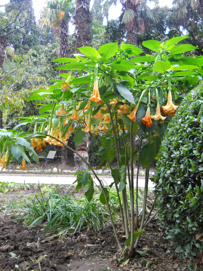 Изображение особи Brugmansia suaveolens.