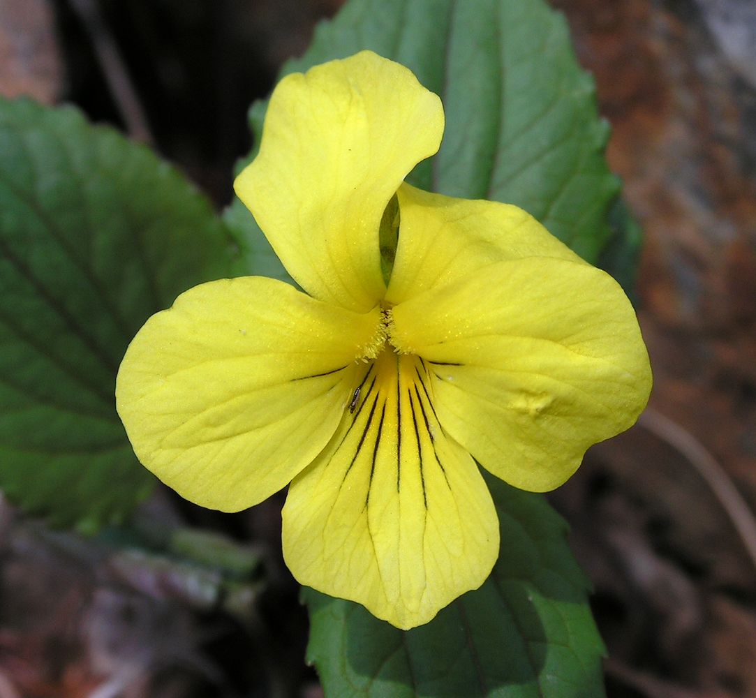 Image of Viola orientalis specimen.
