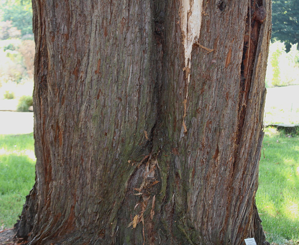 Image of Sequoia sempervirens specimen.