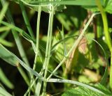 Stellaria palustris. Листья. Ленинградская обл., Лужский р-н, cырой пойменный луг. Cередина июня.