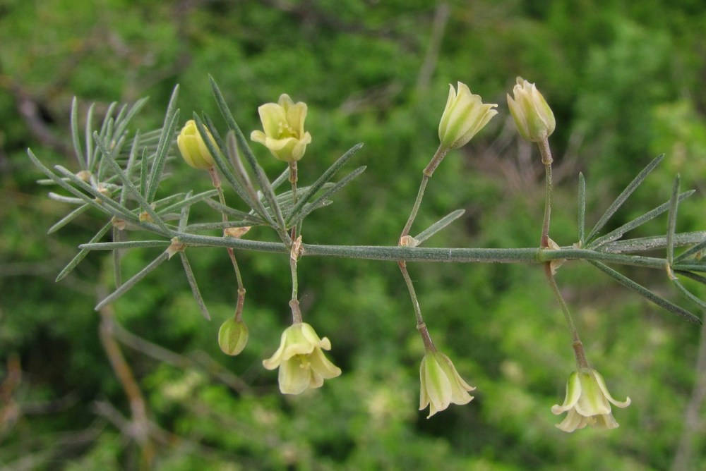 Image of Asparagus officinalis specimen.