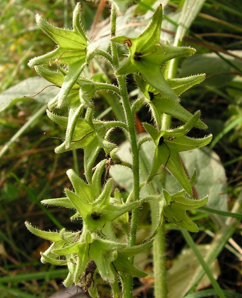 Изображение особи Symphytum caucasicum.