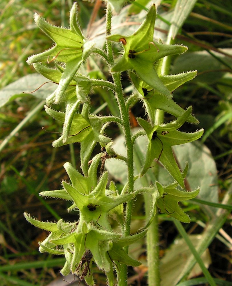 Image of Symphytum caucasicum specimen.