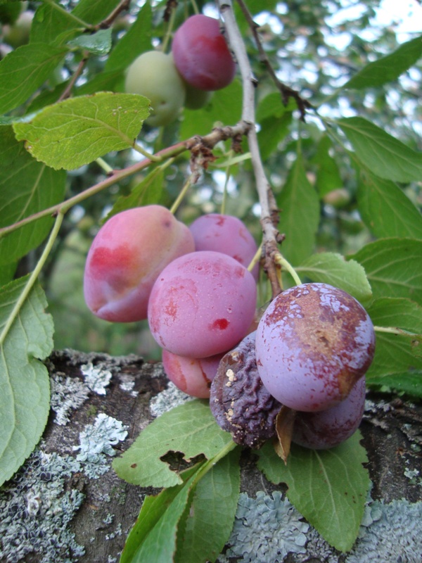 Image of Prunus domestica specimen.