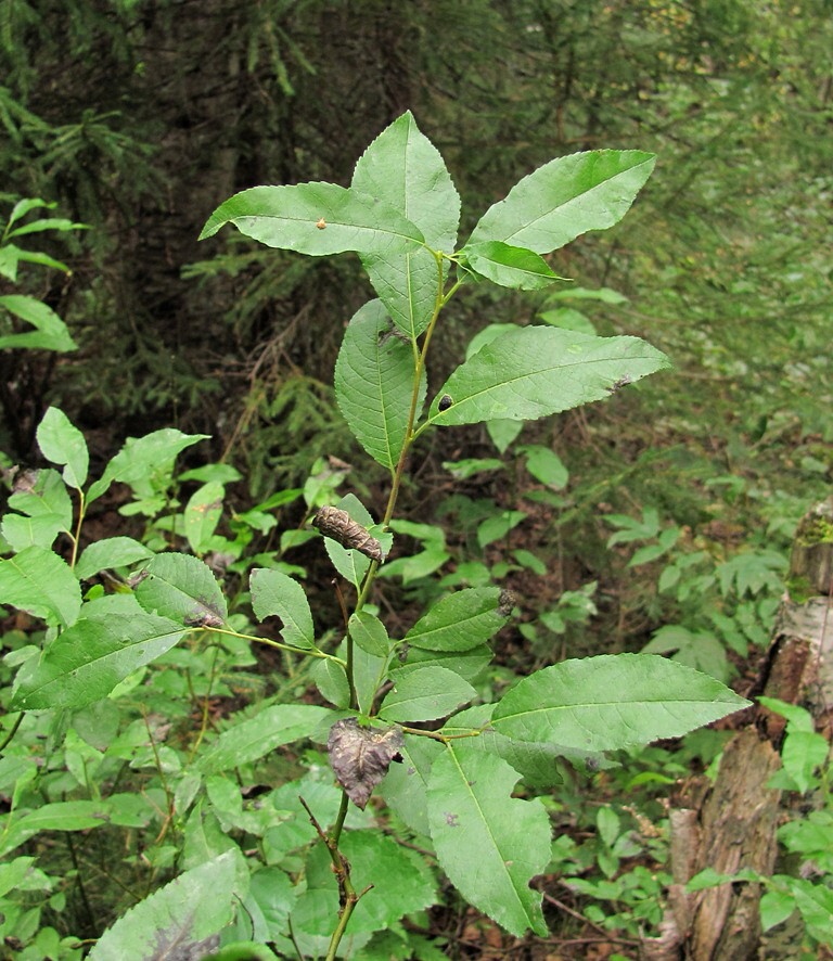 Image of Salix myrsinifolia specimen.