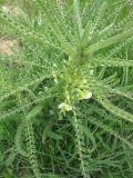 Astragalus aleppicus. Цветущее растение. Израиль, Северный Негев, лес Лаав. 15.02.2013.