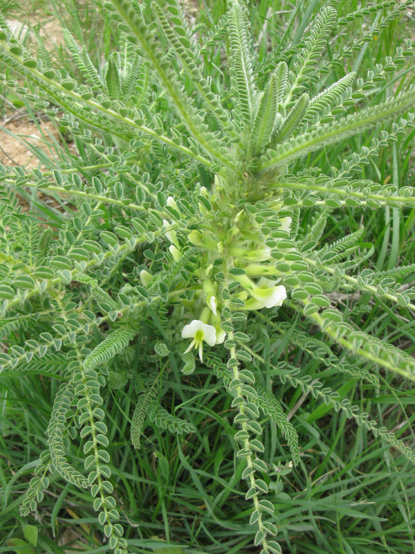 Image of Astragalus aleppicus specimen.