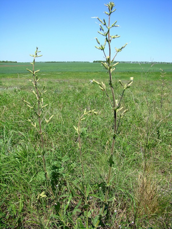 Image of Silene viscosa specimen.