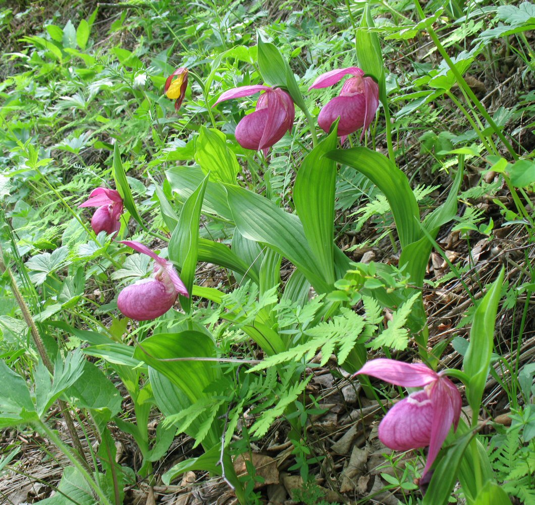 Image of Cypripedium macranthos specimen.
