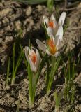 Crocus candidus