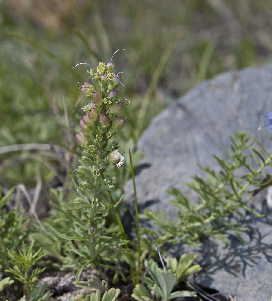 Image of Veronica pinnata ssp. nana specimen.