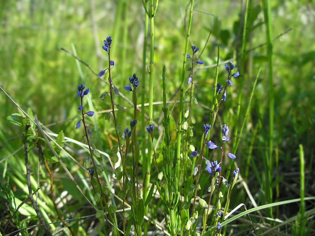 Image of Polygala amarella specimen.