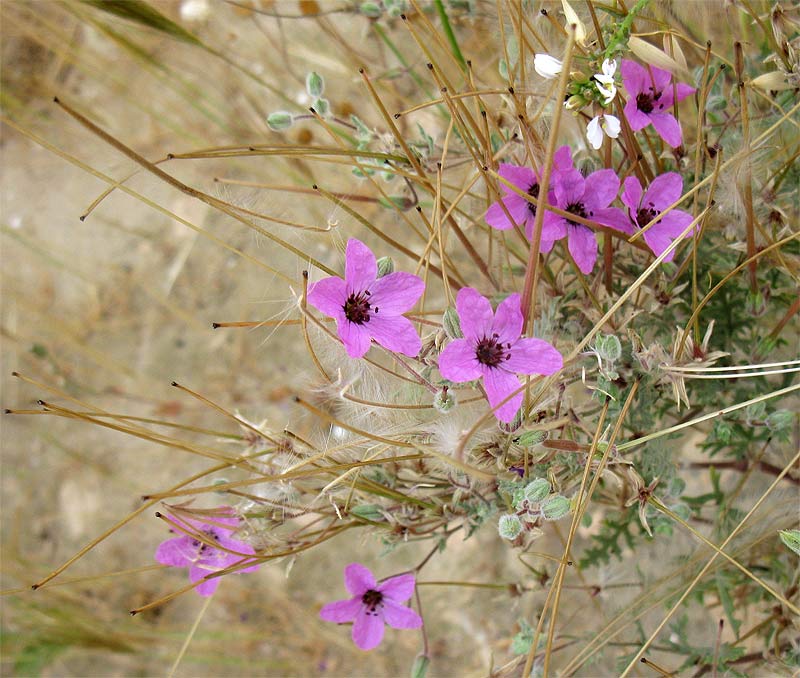 Изображение особи Erodium crassifolium.