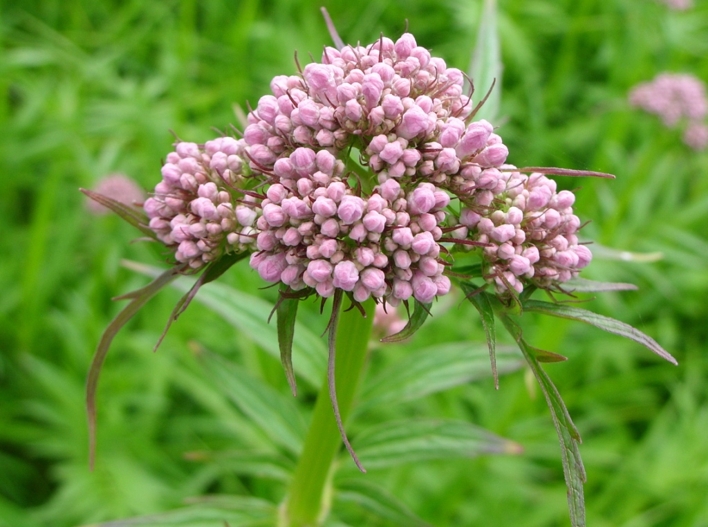 Image of Valeriana coreana specimen.