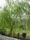 Salix &times; blanda