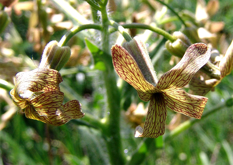 Image of Hesperis tristis specimen.