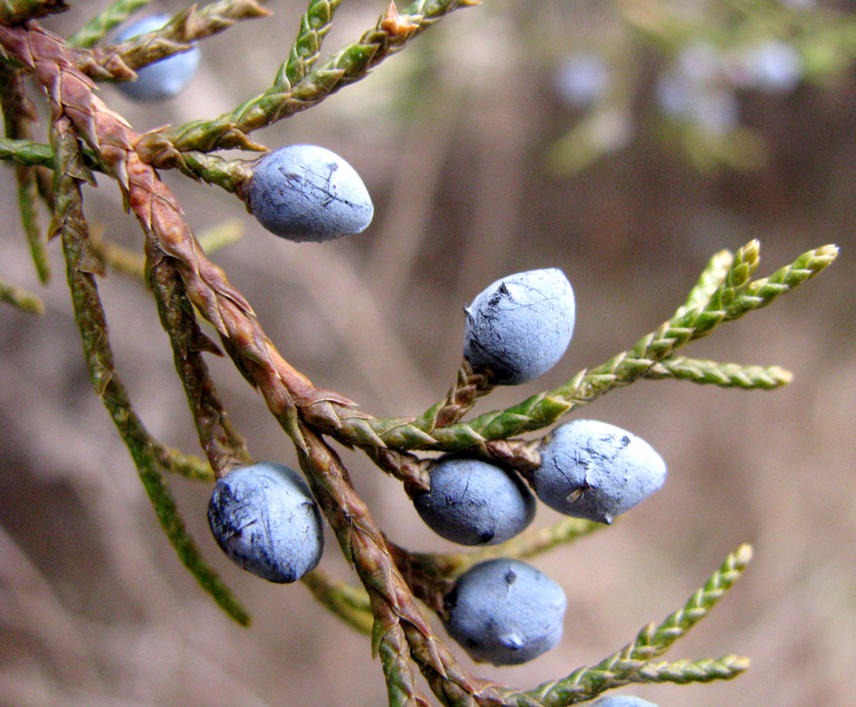 Изображение особи Juniperus virginiana.