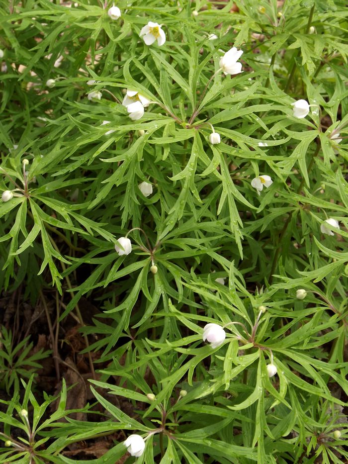 Изображение особи Anemone caerulea.