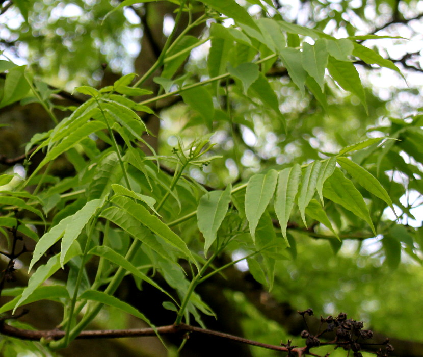 Image of Phellodendron amurense specimen.