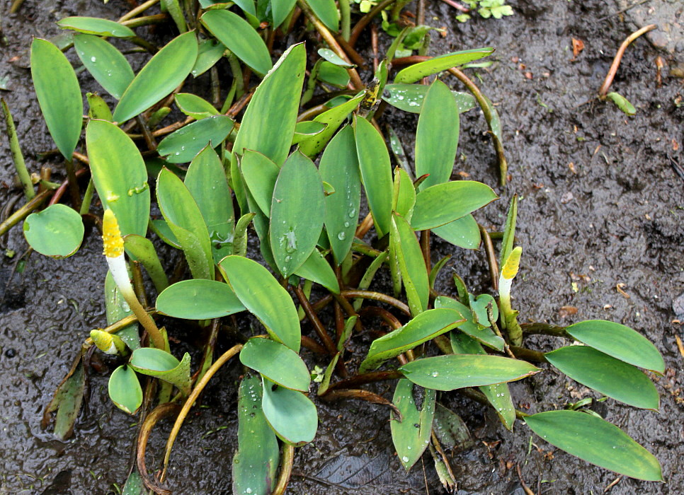 Изображение особи Orontium aquaticum.