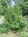 Cerasus tomentosa