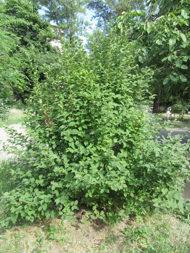 Изображение особи Cerasus tomentosa.