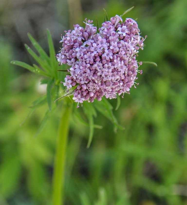 Изображение особи Valeriana officinalis.