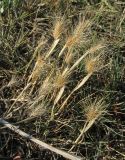 Hordeum geniculatum