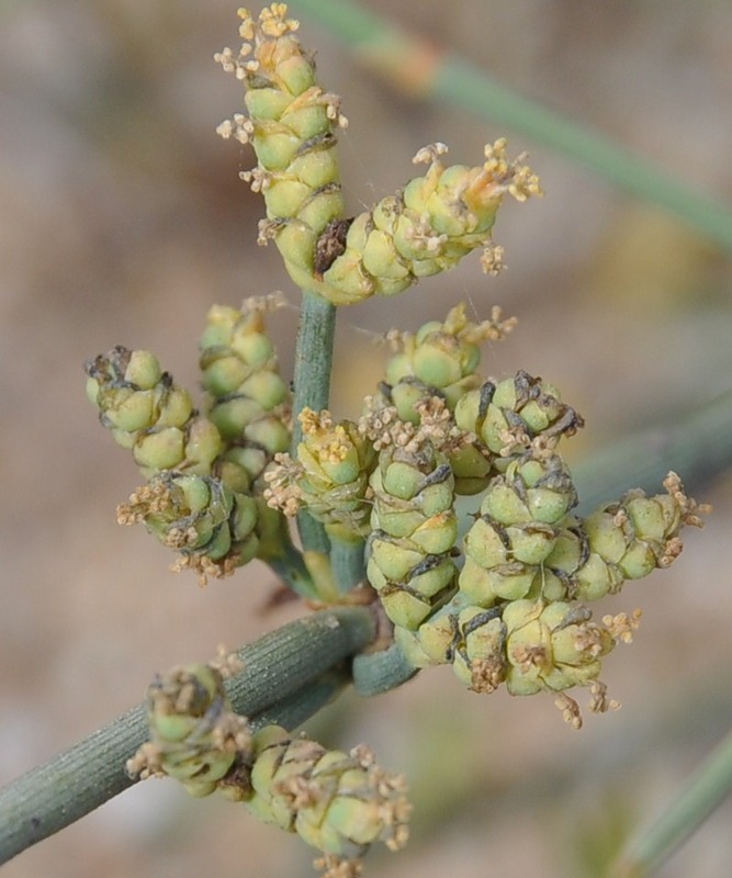 Изображение особи Ephedra distachya.