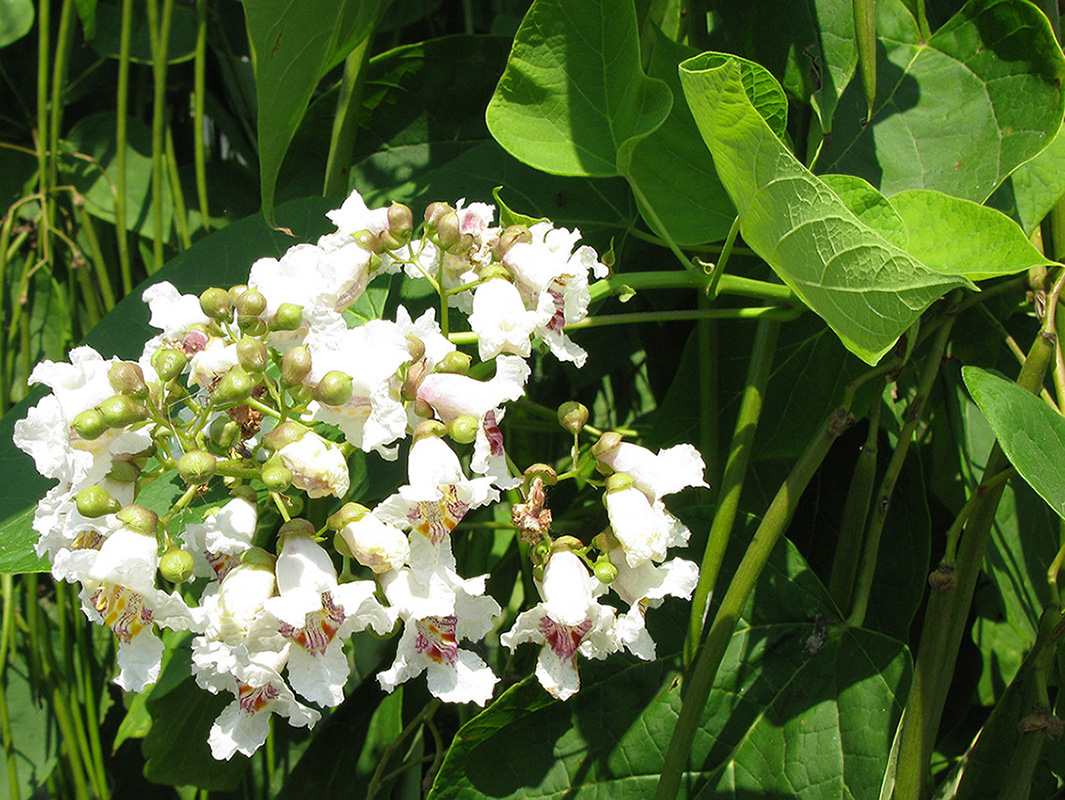 Изображение особи Catalpa bignonioides.