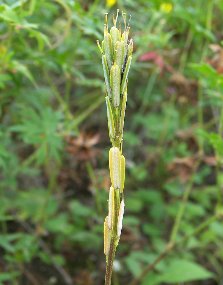 Image of Erysimum cuspidatum specimen.