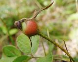 Rosa gallica. Зреющий плод. Черноморское побережье Кавказа, щель Прасковеевская, горная тропа среди лиственного леса. 23.08.2013.