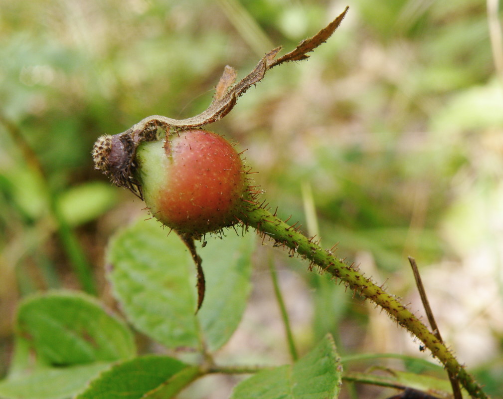 Image of Rosa gallica specimen.