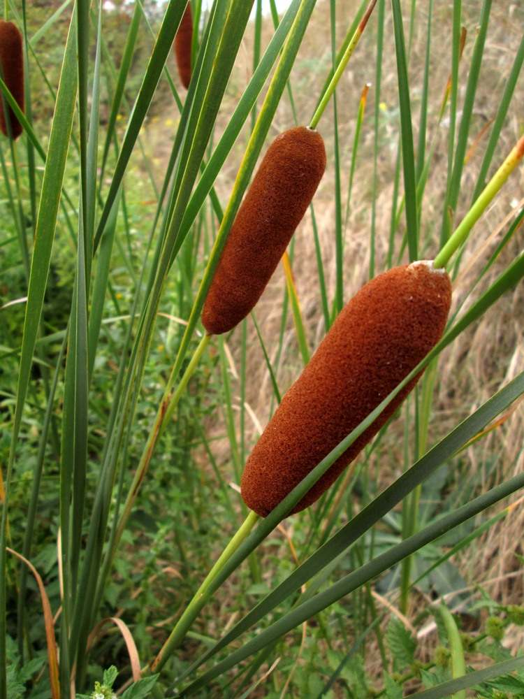 Изображение особи Typha laxmannii.