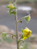 Verbascum blattaria
