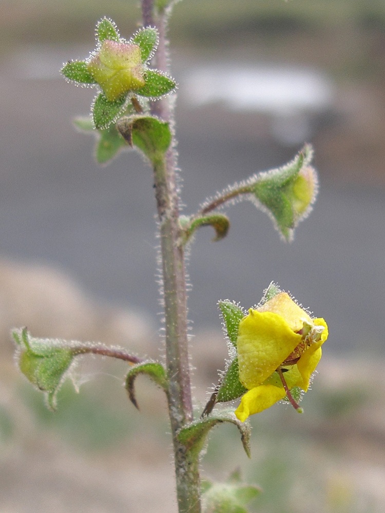 Изображение особи Verbascum blattaria.